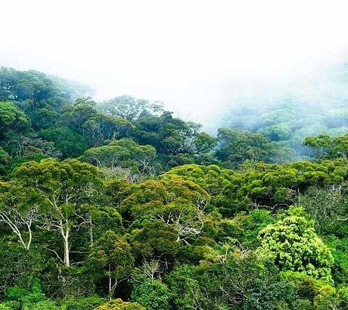 3D / 2N Nature Tour with Rainforest, Safari with Hotels